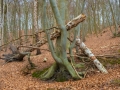 Wald bei Lietzow