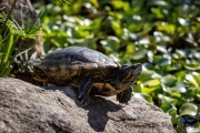 Wasserschildkröte