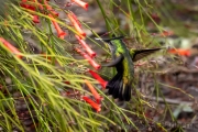 Antillenhaubenkolibri