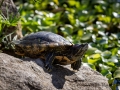 Wasserschildkröte