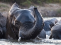 Elefanten queren den Sambesi