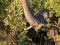 Elefant im Gebüsch