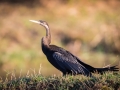 Afrikanischer Schlangenhalsvogel