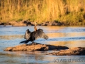 Afrikanischer Schlangenhalsvogel