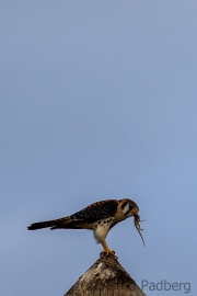Buntfalke mit Beute