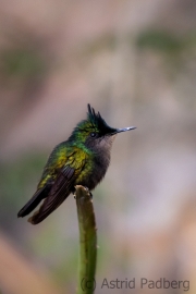 Antillenhaubenkolibri