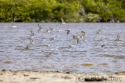 Sandstrandläufer