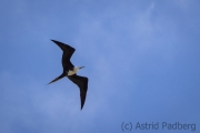 Prachtfregattvogel