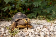 Köhlerschildkröte in einem Vorgarten