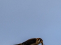 Buntfalke mit Beute