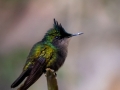 Antillenhaubenkolibri