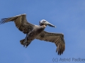 pelikan_20250304_S1601_web