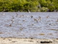 Sandstrandläufer