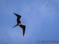 Prachtfregattvogel
