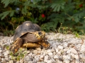 Köhlerschildkröte in einem Vorgarten