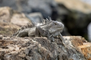 Grüner Leguan