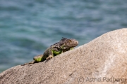 Grüner Leguan