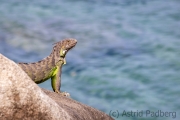 Grüner Leguan