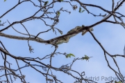 Grüner Leguan