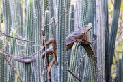 Grüner Leguan