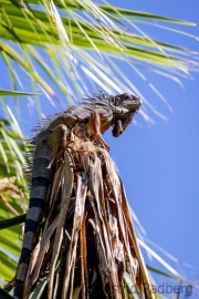 Grüner Leguan