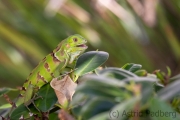 Grüner Leguan