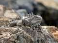 Grüner Leguan