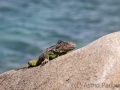 Grüner Leguan