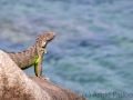 Grüner Leguan