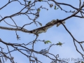 Grüner Leguan