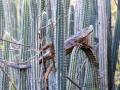 Grüner Leguan