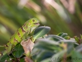 Grüner Leguan