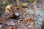 Afrikanische Riesenschnecke