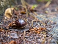 Afrikanische Riesenschnecke