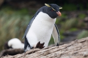 Felsenpinguin, Saunders, The Rookery