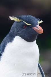 Felsenpinguin, Saunders, The Rookery