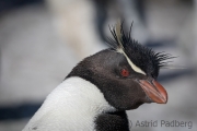 Felsenpinguin, Saunders, The Rookery