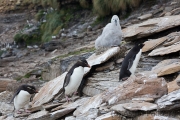 Felsenpinguin, Saunders, The Rookery