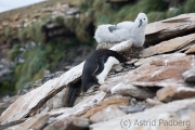 Felsenpinguin, Saunders, The Rookery