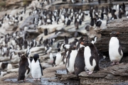 Felsenpinguine, Saunders, The Rookery