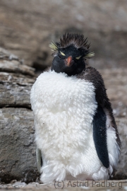 Felsenpinguin, Saunders, The Rookery