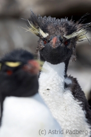 Felsenpinguin, Saunders, The Rookery