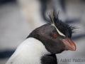 Felsenpinguin, Saunders, The Rookery