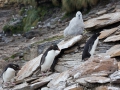 Felsenpinguin, Saunders, The Rookery