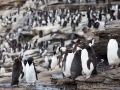 Felsenpinguine, Saunders, The Rookery