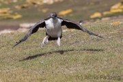 Flugversuch der jungen Blauaugenscharbe