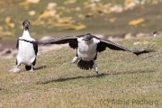 Flugversuch der jungen Blauaugenscharbe