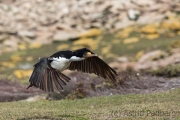 Abflug der erwachsenen Blauaugenscharbe