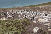 Blauaugenscharben, Saunders, The Rookery