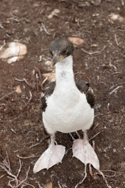 Junger Kormoran auf Exkursion